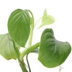 ショッピングテラリウム （テラリウム）フィロデンドロンｓｐ．Ｉｑｕｉｔｏｓ　Ｐｅｒｕ　タイプ２（１ポット）　北海道・九州航空便要保温