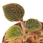 （テラリウム）アネクトキルス　ロクスバギー　Ｈｏｎｇ　Ｓｉａ（１ポット）　北海道・九州航空便要保温