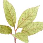 ショッピングテラリウム （テラリウム）アモルフォファルス　マンタ　Ｓｕｍｐｕｒ（１ポット）　北海道・九州航空便要保温