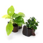 ( водоросли ) Anubias nana2 вид порез . АО коряга Mini размер комплект ( водный лист )( каждый 1 шт )