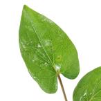 ( водоросли )sau Lulu s( Lizard tail )( водный лист )( нет пестициды )(3шт.@) иметь стебель . средний .. one отметка внутренний производство 