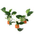 ( водоросли )zeo световое кольцо ( orange ) Anubias nana( водный лист )(1 шт )