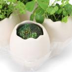 ( водоросли )eg посадочная машина случайный clover ( водный лист )( нет пестициды )(1 шт )