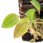 ショッピングテラリウム （テラリウム）洋ラン　レパンテス　テレティペタラ（１株）　北海道・九州航空便要保温