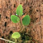 ショッピングテラリウム （テラリウム）洋ラン　レパンテス　アカリナ（１株）　北海道航空便要保温