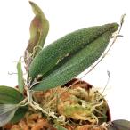 ショッピングテラリウム （テラリウム）洋ラン　レパンテス　テレプシコーレ（１ポット）　北海道・九州航空便要保温