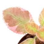 ショッピングテラリウム （テラリウム）エピスシア　ピンクスモーク（１ポット）　北海道・九州航空便要保温