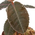 （テラリウム）ラビシアｓｐ．Ｍａｌａｙｓｉａ（１ポット）　北海道・九州航空便要保温