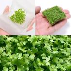 ( водоросли ) передний ..3 вида комплект ( водный лист )( нет пестициды ) (1 шт )