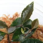 ショッピングテラリウム （テラリウム）マルクグラビアｓｐ．Ｄａｒｋ　Ｓｅｒｒａｔｅｄ（１カップ）　北海道・九州航空便要保温