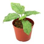 ショッピングテラリウム （テラリウム）一点物　スキスマトグロッティス　モトレヤーナ　タイプ１（４３４１３２）（１ポット）　北海道航空便要保温