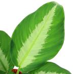 ショッピングテラリウム （テラリウム）一点物　スキスマトグロッティス　モトレヤーナ　タイプ２（４３４１３３）（１ポット）　北海道航空便要保温