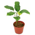 ショッピングテラリウム （テラリウム）一点物　ホッタルムｓｐ．ウェンティコン　サンガウ産（４３４１６６）（１ポット）　北海道航空便要保温