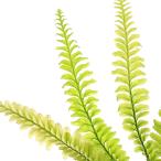 ショッピングテラリウム （テラリウム）トリコマネス　ジャワニカム　セカダウ産（無農薬）（１ポット）　北海道・九州航空便要保温