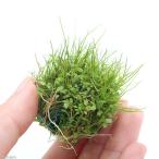 ( водоросли )* выращивание settled * Mix мяч ( волосы шоу + Glossostigma )( водный лист )(3 шт )