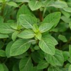 ( водоросли )rudowijia Pal -тактный белка восток юг рейс ( водный лист )( нет пестициды )(10шт.@)