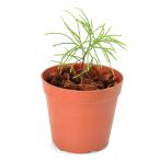 ショッピングテラリウム （テラリウム）一点物　カスアリナｓｐ．ニューカレドニア産（４３４３２９）３号（１ポット）