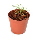 ショッピングテラリウム （テラリウム）一点物　カスアリナｓｐ．ニューカレドニア産（４３４３３０）３号（１ポット）