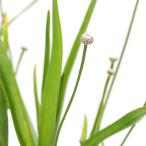 （ビオトープ）水生植物　オオシラタマホシクサ　沖縄産　３号（１ポット）