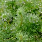  milio filler mhe терроризм filler mfrolida производство ( водный лист )( нет пестициды )( 1 шт. )