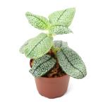 ( террариум ) один пункт предмет aru Goss temasp. бриллиант leaf (434965)(1 pot )