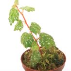 （テラリウム）ベゴニア　カシグラネンシス（１ポット）原種ベゴニア　北海道・九州航空便要保温