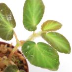 （テラリウム）ベゴニア　テルマエ（１ポット）原種ベゴニア　北海道・九州航空便要保温