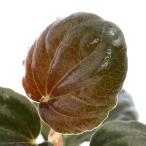 ショッピングテラリウム （テラリウム）ペペロミアｓｐ．ブラックリーフ（１ポット）　北海道・九州航空便要保温