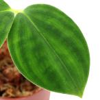 ショッピングテラリウム （テラリウム）コスタス　マローティエアヌス　Ｃｅｎｔｒａｌ　Ａｍａｒｉｃａ（１ポット）　北海道・九州航空便要保温