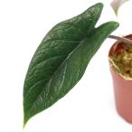 ショッピングテラリウム （テラリウム）アロカシア　スカルプラム（１ポット）　北海道・九州航空便要保温