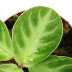 ショッピングテラリウム （テラリウム）コスミアンセマムｓｐ．（１ポット）　北海道航空便要保温