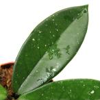 ショッピングテラリウム （テラリウム）ホヤｓｐ．台湾産（１ポット）　北海道航空便要保温