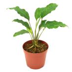 （テラリウム）一点物　ホッタルムｓｐ．ウェンティコン　サンガウ産（４３５８３３）（１ポット）　北海道航空便要保温