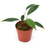 ショッピングテラリウム （テラリウム）一点物　ホマロメナ　フィロスパサ（４３５８６２）（１ポット）　北海道航空便要保温