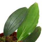 （テラリウム）アリダルムｓｐ．ボルネオ東部産（１ポット）　北海道・九州航空便要保温