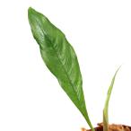 （テラリウム）スキスマトグロッティスｓｐ．ボルネオ東部産（１ポット）　北海道・九州航空便要保温