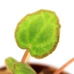 ショッピングテラリウム （テラリウム）ベゴニア　スカピゲラ（１ポット）原種ベゴニア　北海道航空便要保温