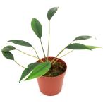 ショッピングテラリウム （テラリウム）一点物　ホマロメナ　フィロスパサ（４３５９２２）（１ポット）　北海道航空便要保温