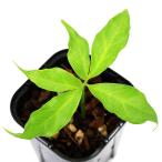 （テラリウム）アモルフォファルス　ティタヌム（１ポット）　北海道・九州航空便要保温