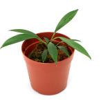 （テラリウム）一点物　ホマロメナｓｐ．グリーン　Ｓｕｍａｔｅｒａ　Ｂａｒａｔ（４３５９２８）（１ポット）　北海道・九州航空便要保温