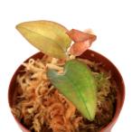 ショッピングテラリウム （テラリウム）ネフェラフィラム　プルクラム（１ポット）　北海道・九州航空便要保温