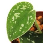 ショッピングテラリウム （テラリウム）スキンダプサス　ホワイトトリカラー（１ポット）　北海道・九州航空便要保温