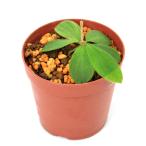 （テラリウム）一点物　ホマロメナｓｐ．Ｐａｙａｋｕｍｂｕｈ（４３５９９２）（１ポット）　北海道・九州航空便要保温