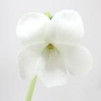 （山野草）スミレ（菫）白花リュウキュウコスミレ（白花琉球小菫）２．５〜３号（…