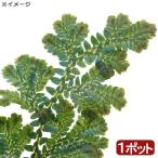 （テラリウム）セラギネラ　ウィルデノウィー　パハン産（１株）