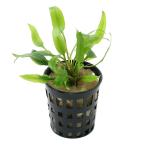 ( водоросли ) случайный организация разведение Cryptocoryne ( нет пестициды )(1 pot ) Hokkaido авиапочта необходимо теплоизоляция 