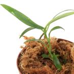 ショッピングテラリウム （テラリウム）ラフィドフォラｓｐ．シルバー　Ｐｕｌａｕ　Ｓｉｎｇｋｅｐ（１ポット）　北海道・九州航空便要保温