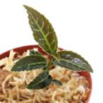 ショッピングテラリウム （テラリウム）エンブレマンサ　ウルヌラータ　Ｒｉａｕ　Ｓｕｍａｔｅｒａ（１ポット）　北海道・九州航空便要保温