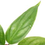 （テラリウム）アグラオネマ　シンプレックス　実生株　南スマトラ産（１ポット）　北海道・九州航空便要保温