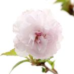 ( луговые и горные травы ) бонсай Sakura ( Sakura ).. Fuji Sakura ..( Lynn way )3 номер (1 pot )(.. состояние )